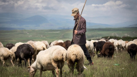 Российские овцеводы просят ввести пошлину на импорт шерсти в страну